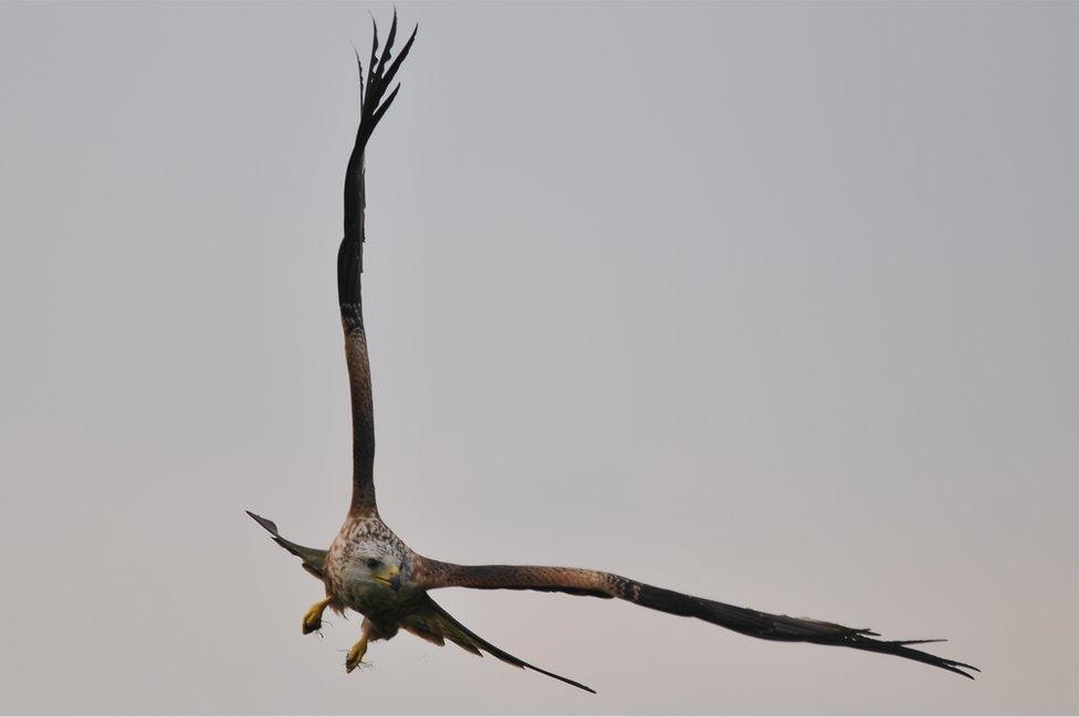 Red kite