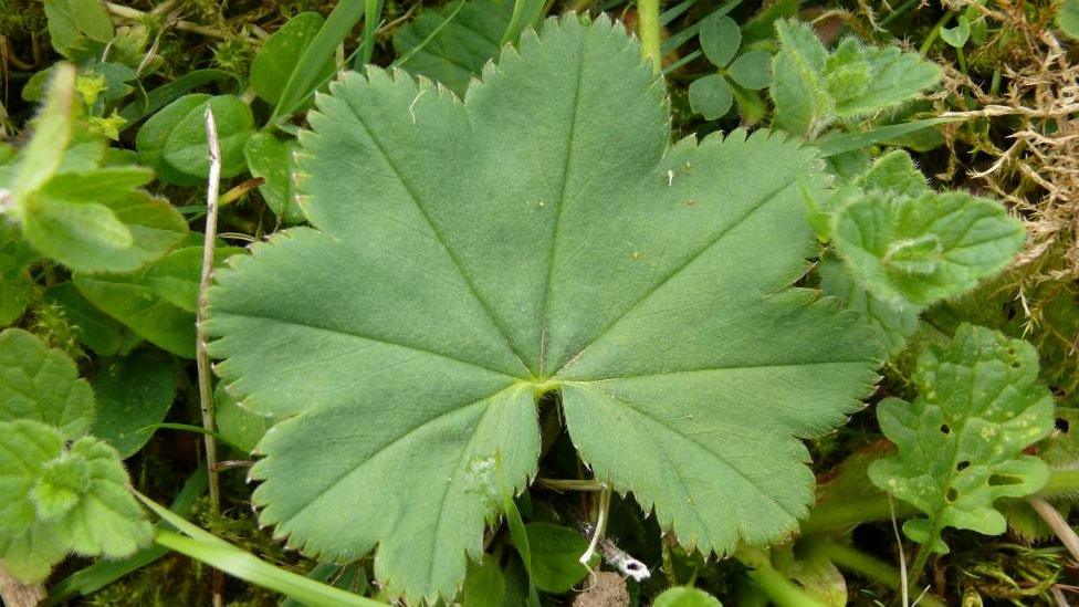 Velvet Lady's-mantle