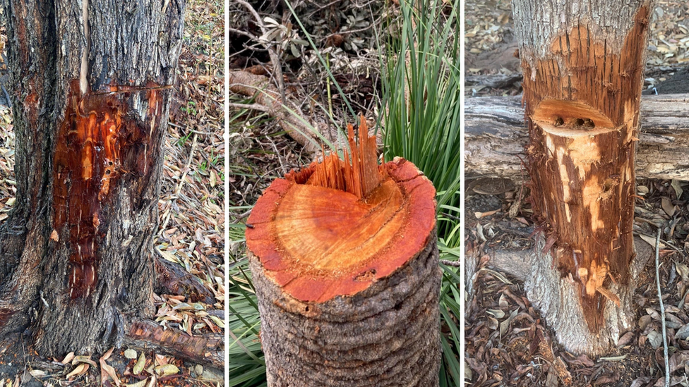 Damage to the trees in Castle Cove