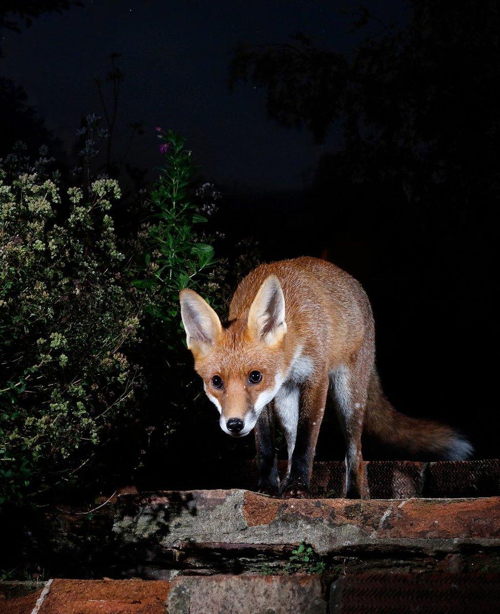 A fox in a garden in Amersham, England