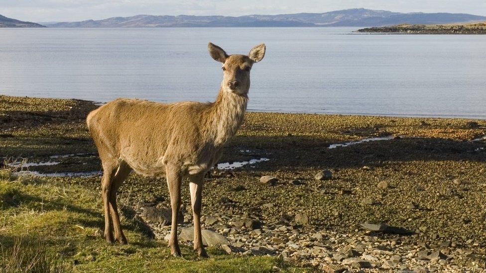 red deer near the shore