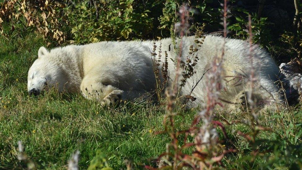 Ewa the polar bear