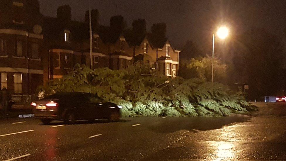 A tree in the road