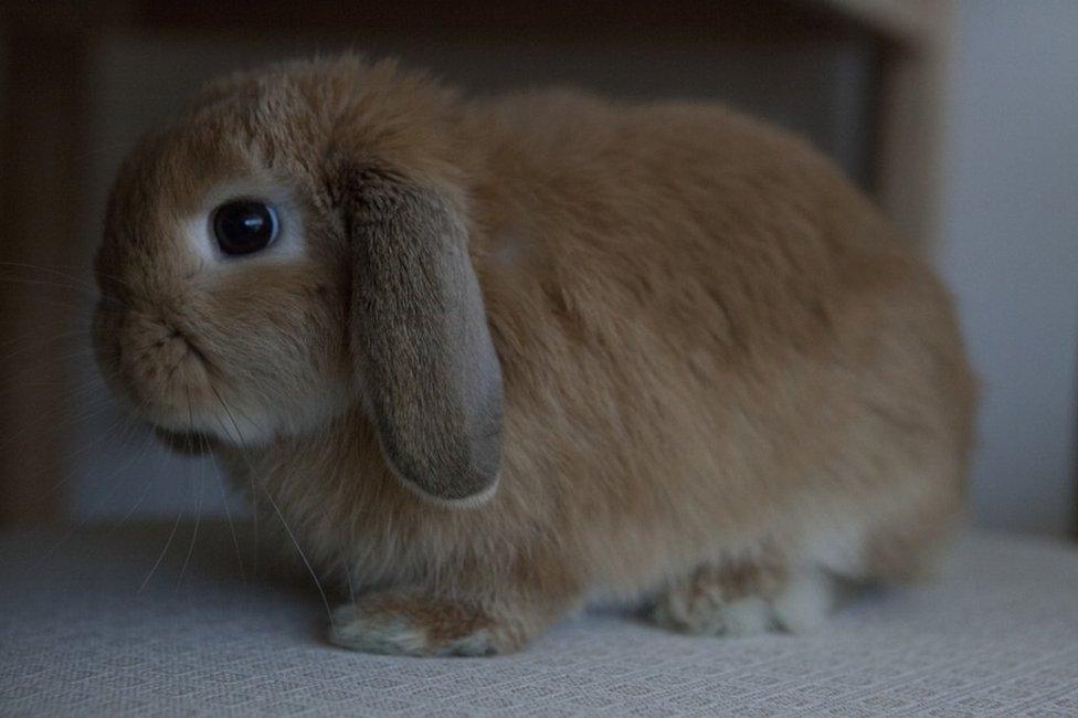 Rabbit with extremely flat face