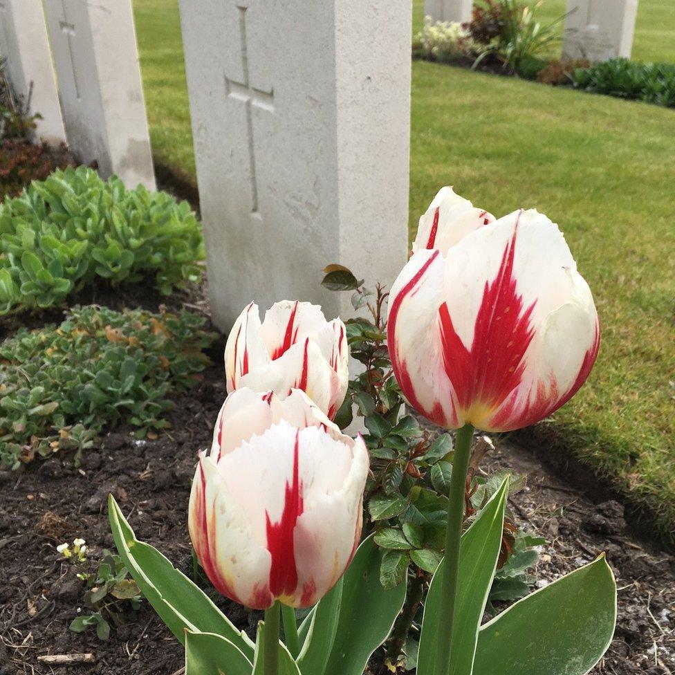 Tulips at Brookwood Military Cemetery