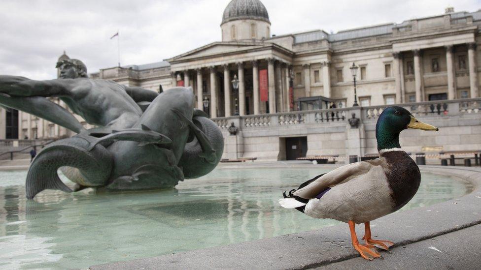 A-Mallard-duck-takes-residence-in the-fountains-at-Trafalgar-Square