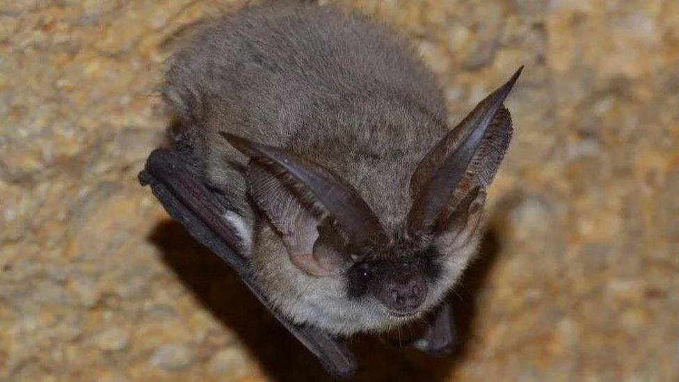 Grey long-eared bat