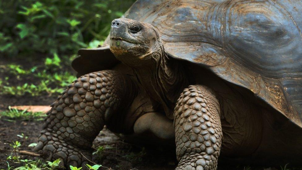 giant tortoise