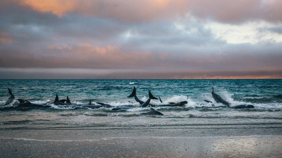 Whales stranded in the surf