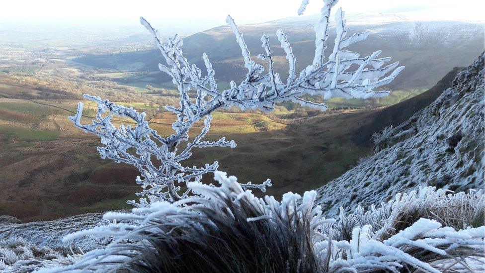 Frost on branches at Craig Cerrig-Gleisiad in the Brecon Beacons