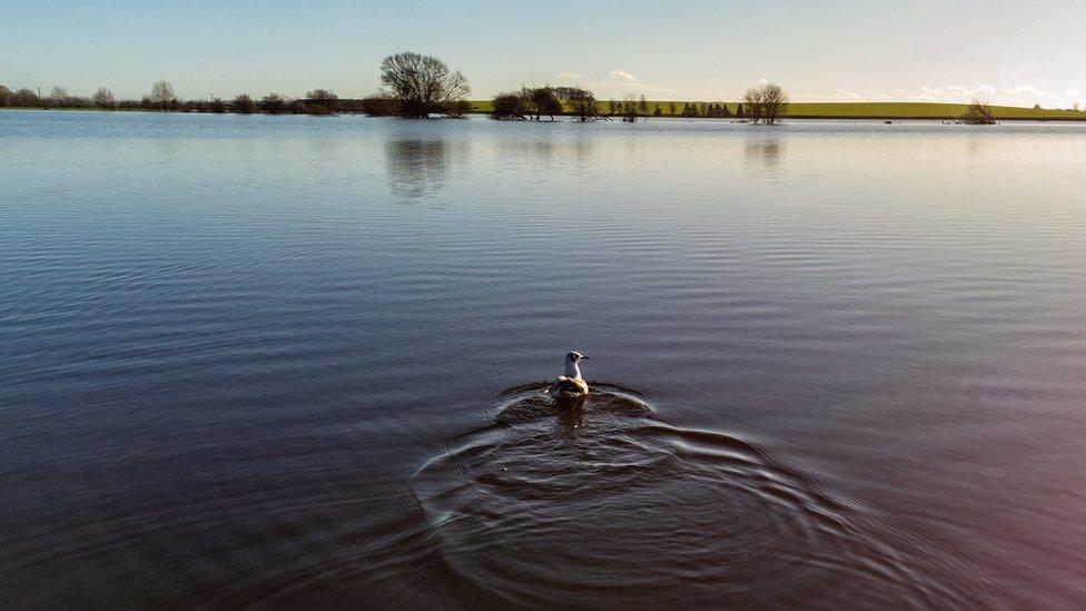 A bird rests on still floodwaters near Langport Road, in flooded fields at Muchelney, Somerset.