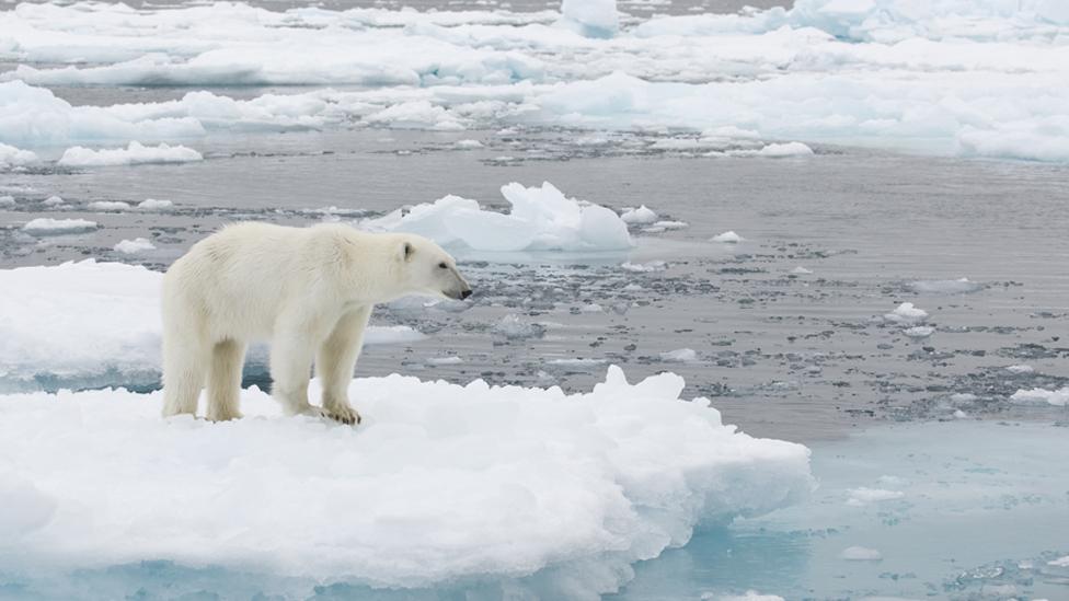 Polar bear in Svalbard