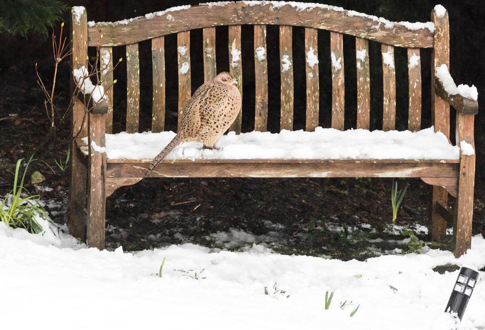 A pheasant on a snow-covered bench