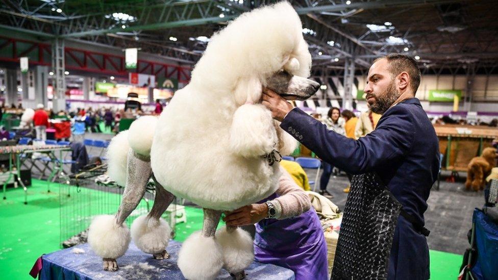 Dog being checked