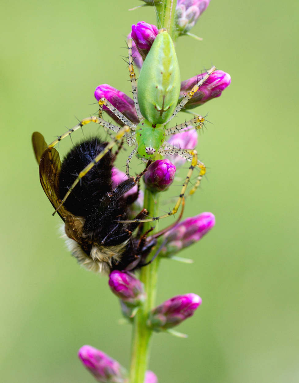 Spider and bee