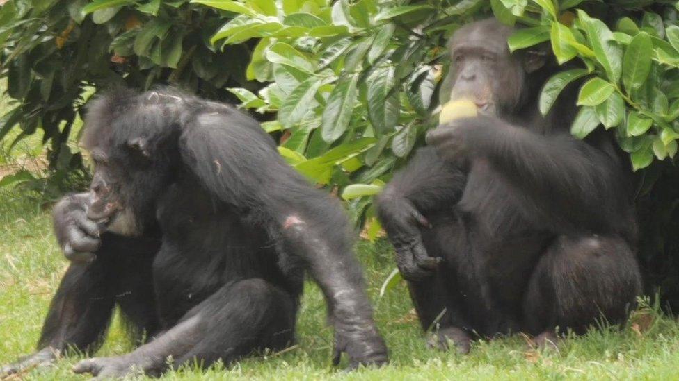 Gorillas eating food