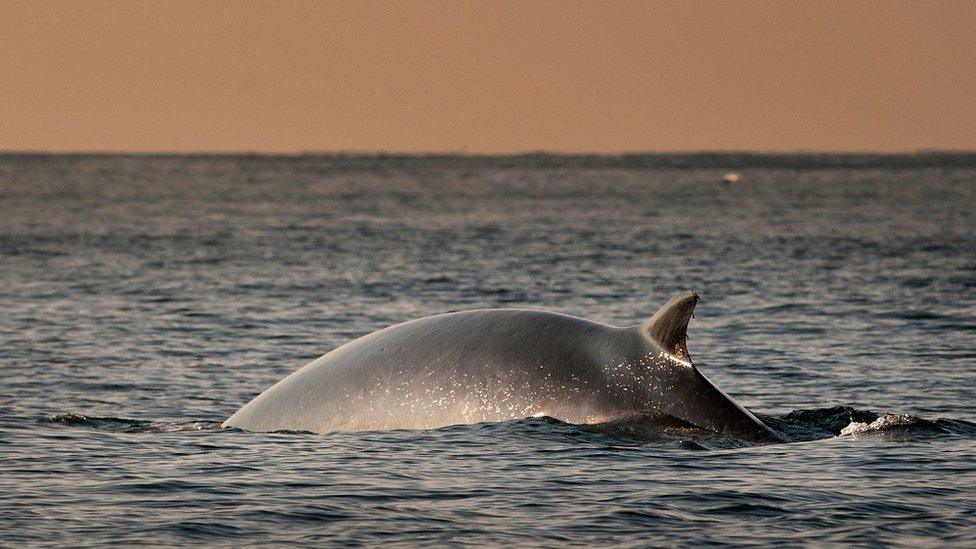 Fin whale