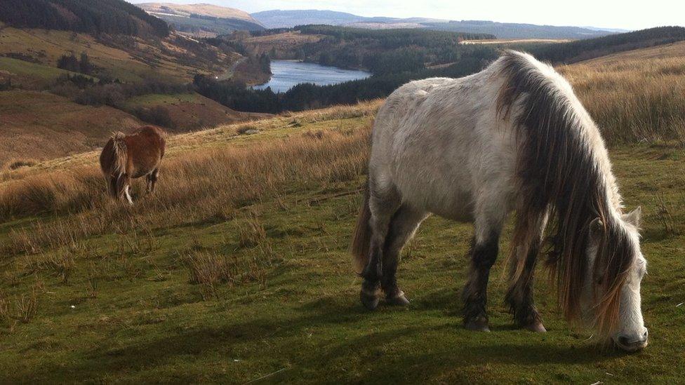 Ponies on the Brecon Beacons, by David Griffiths