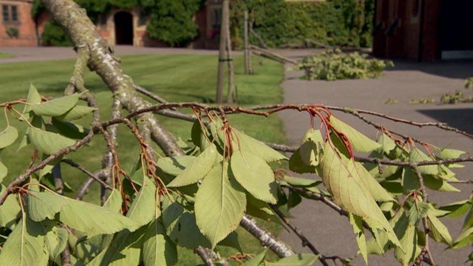 Snapped trees