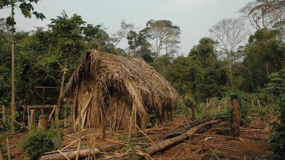 A straw house known as a "maloca" built by an uncontacted indigenous man in Brazil