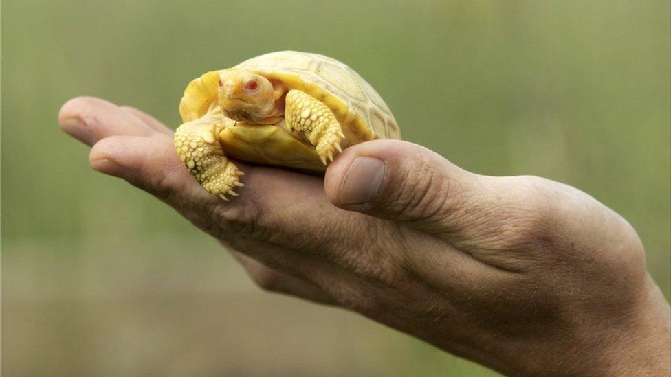 Tiny rare albino baby tortoise