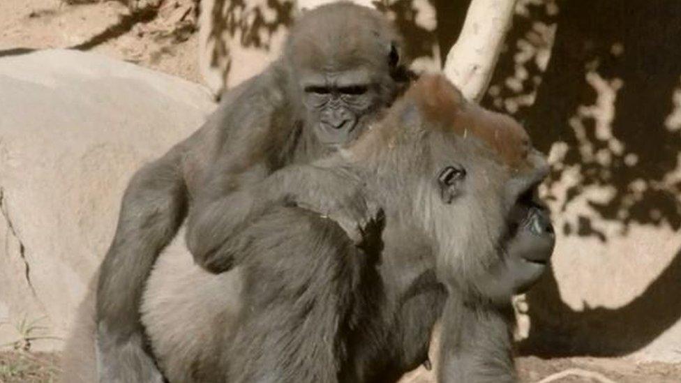 the gorilla with her mother