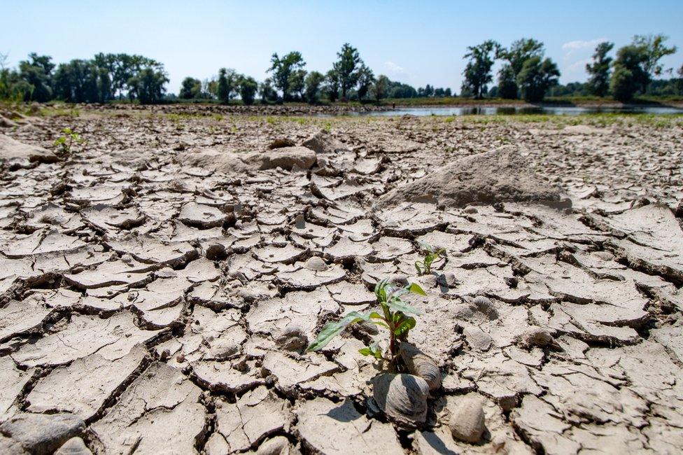 The partly dried out bed of the river Danube is pictured in Mariaposching, southern Germany