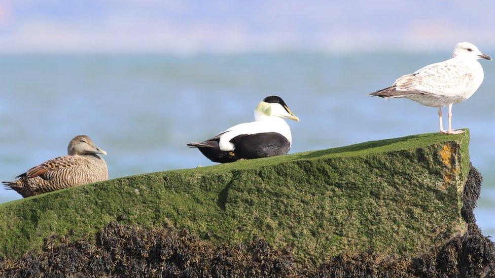 Three little birds at Traeth Lafan, taken by Jonathan Young of Abergele