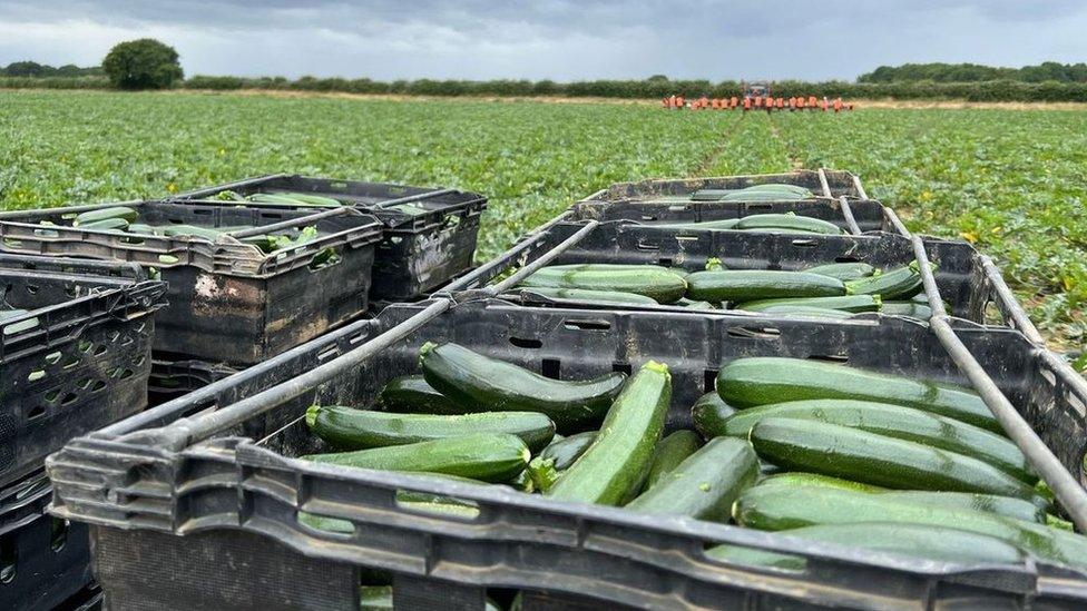 Freshly picked courgettes in boxes