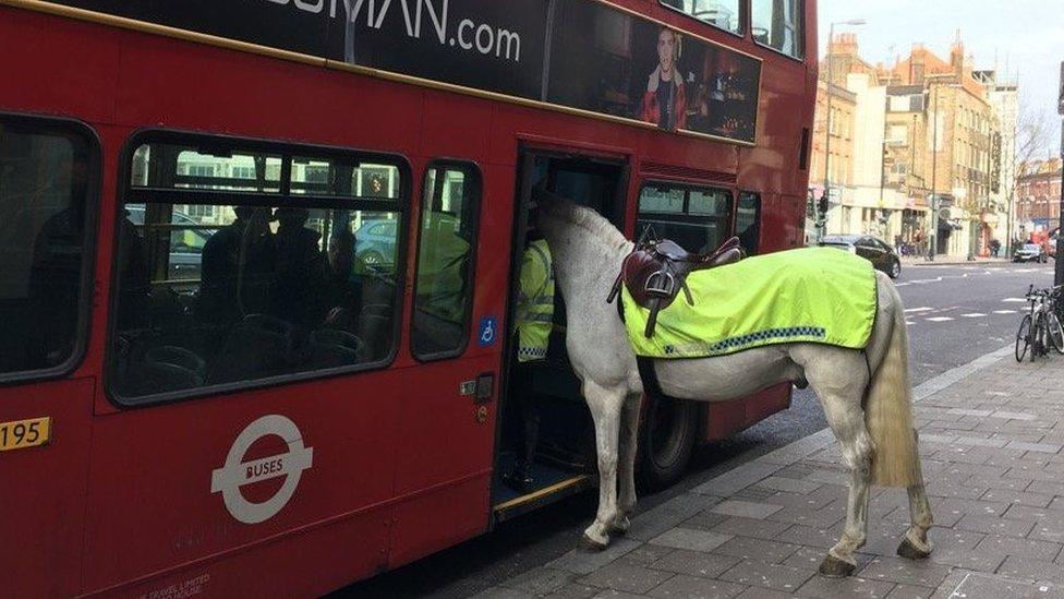 Horse on a bus