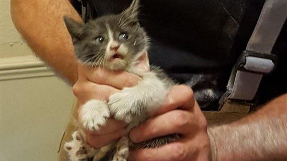 Kitten after rescue