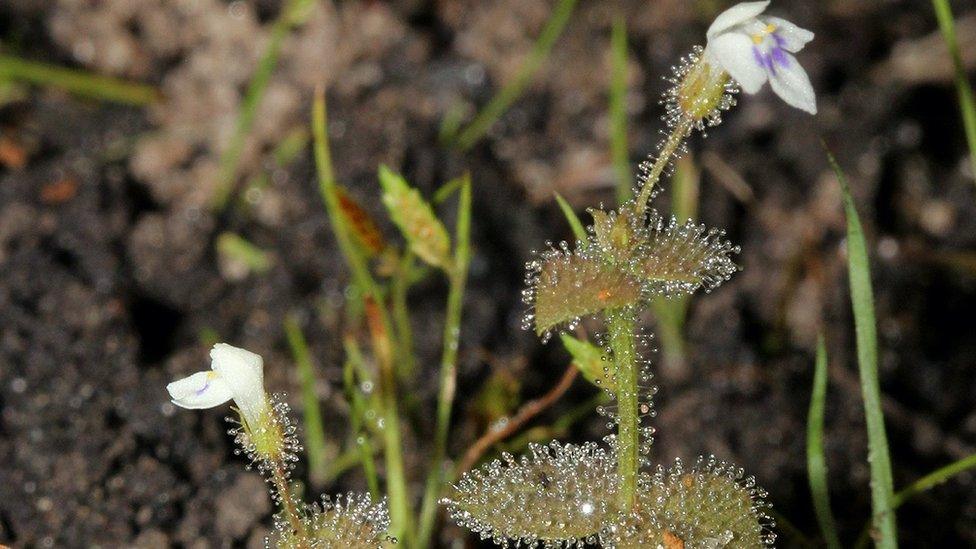 Crepidorhopalon droseroides