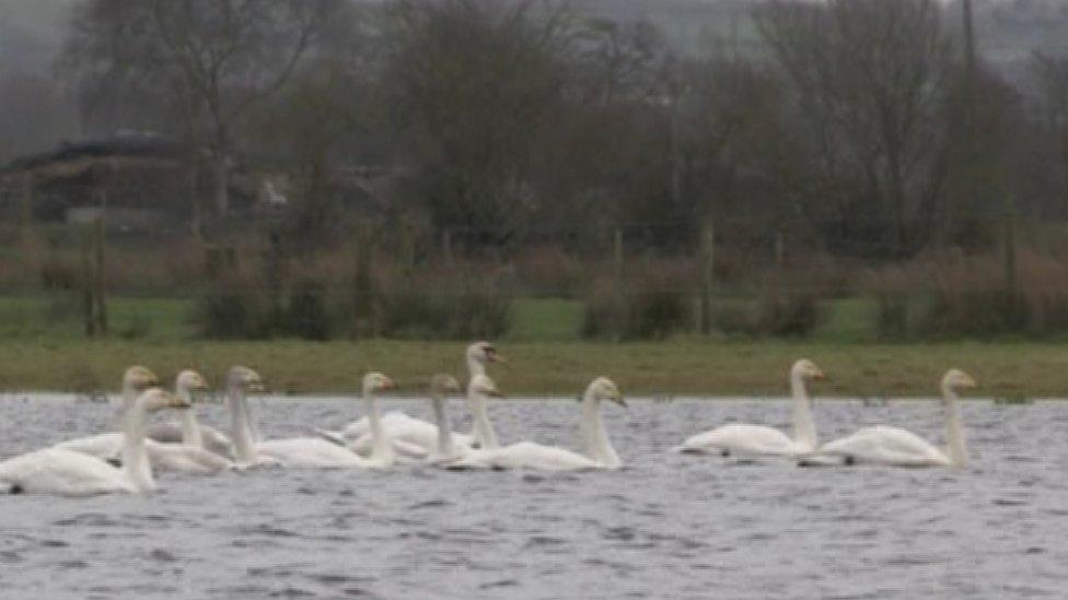 Whooper swans