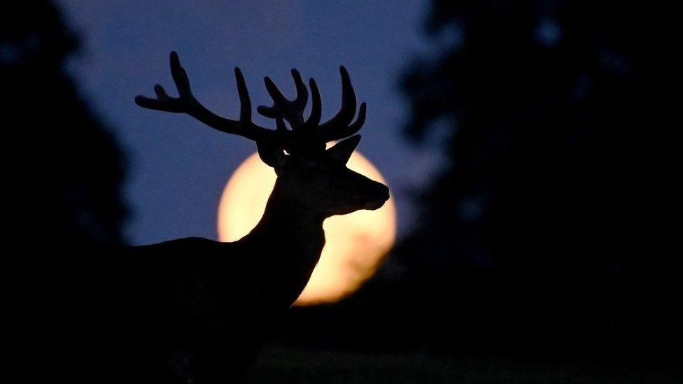 A full super moon known as the "Buck Moon" is seen behind a deer.