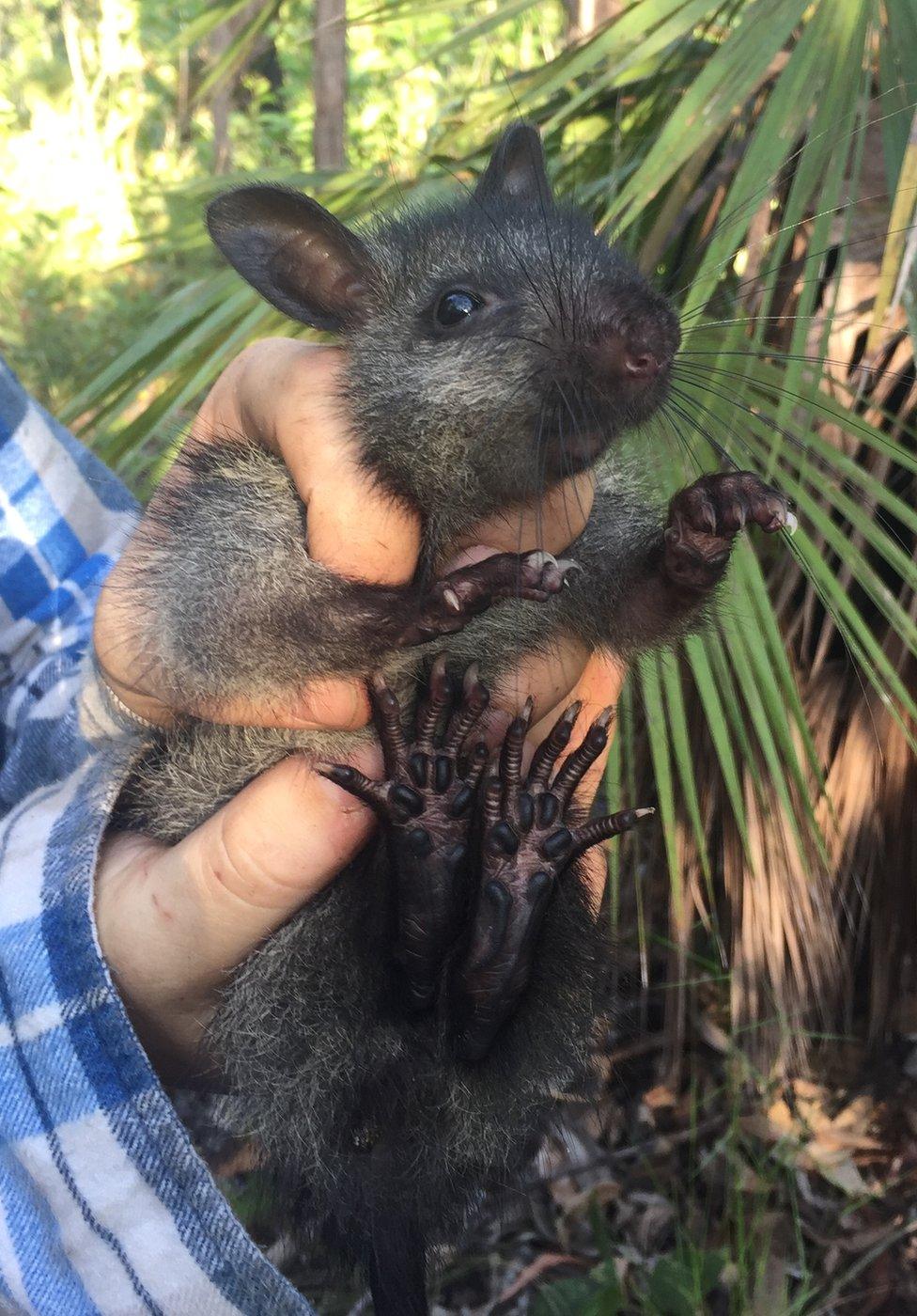 Black-footed tree rat