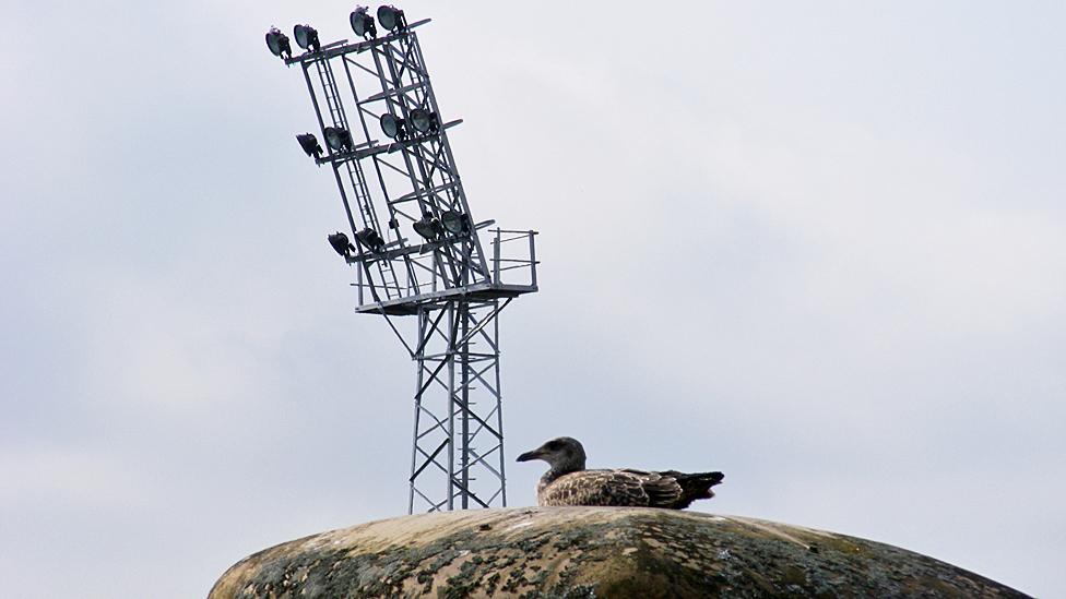 Bird at Palmerston