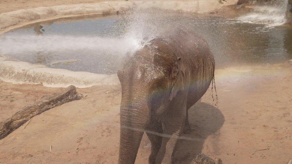 Elephant having water sprayed on it