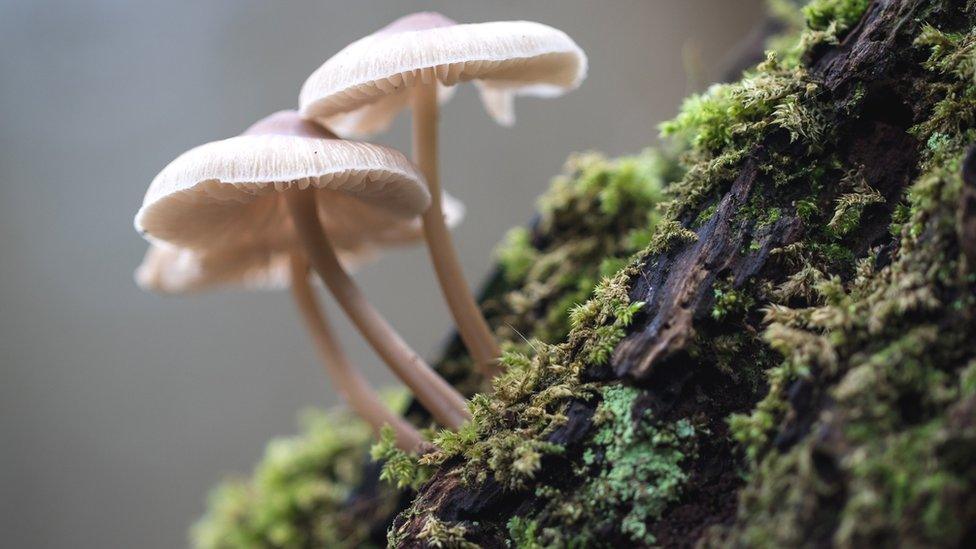 Mushroom on log