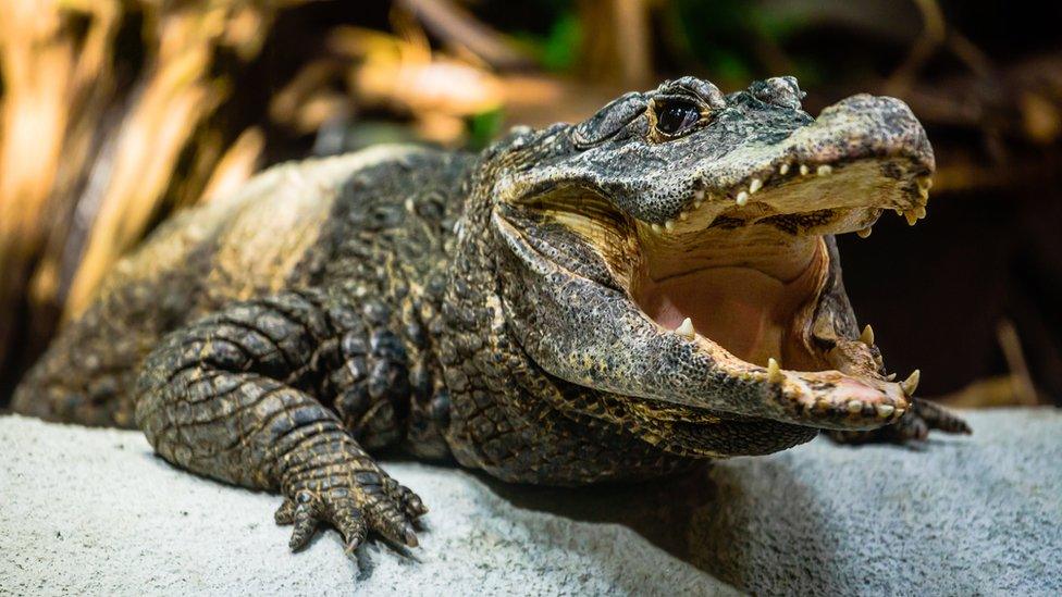 A dwarf crocodile