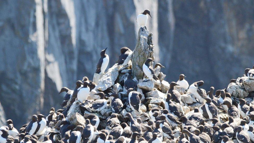 Guillemots at Stack Rock, Pembrokeshire.