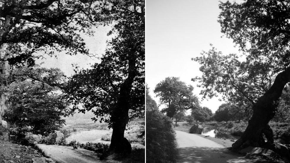 Bradgate Park in 1869 and Bradgate Park in in 2020