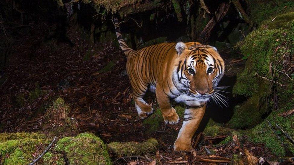 A young tiger in Bhutan