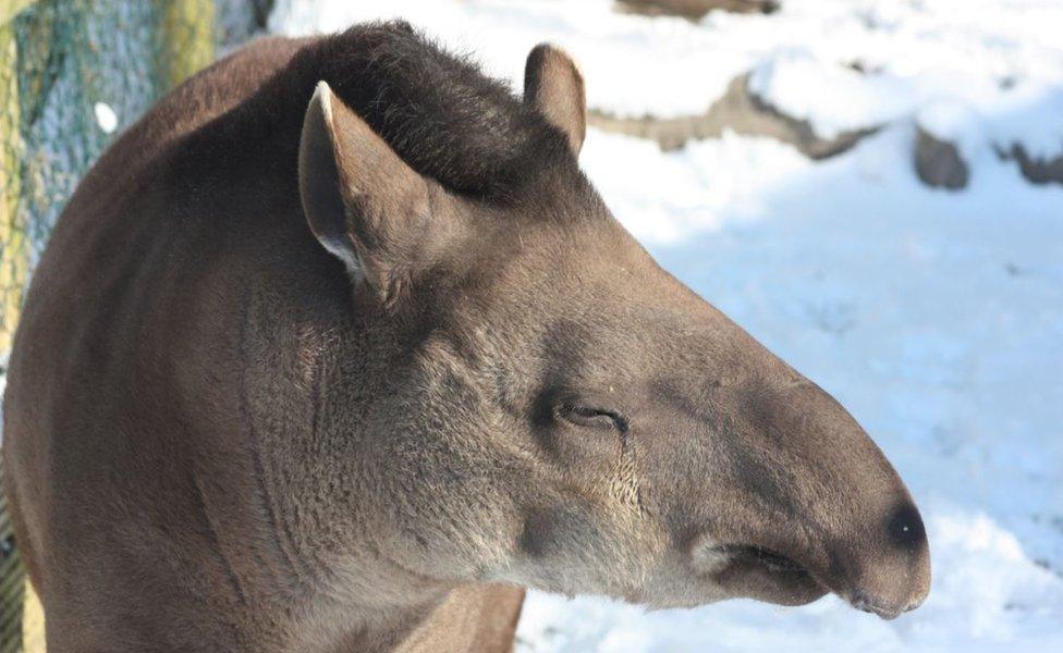 A tapir at Exmoor Zoo