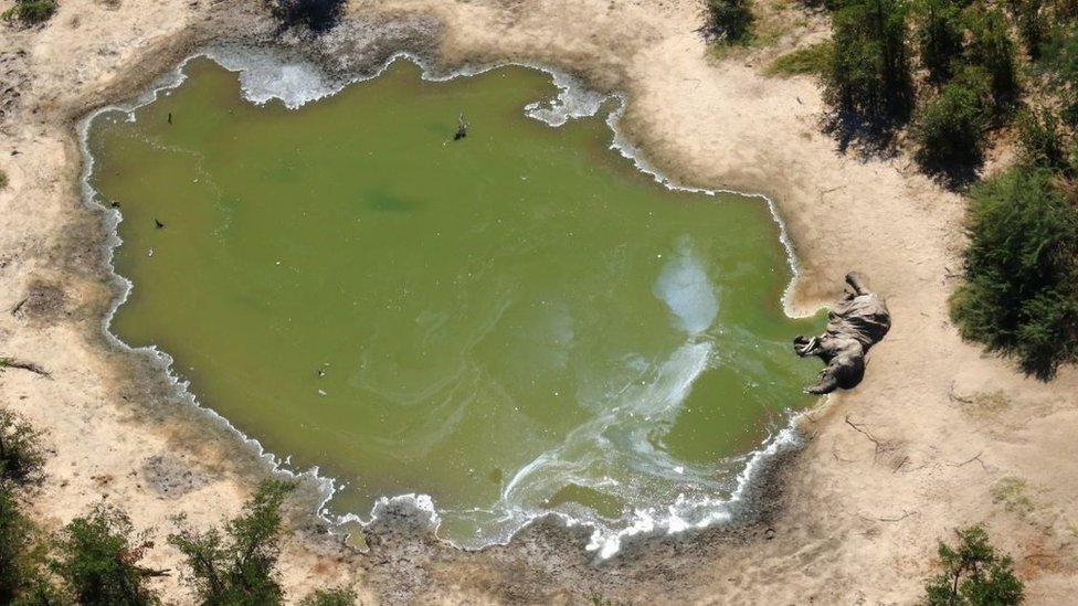 Two elephants lie beside a watering hole