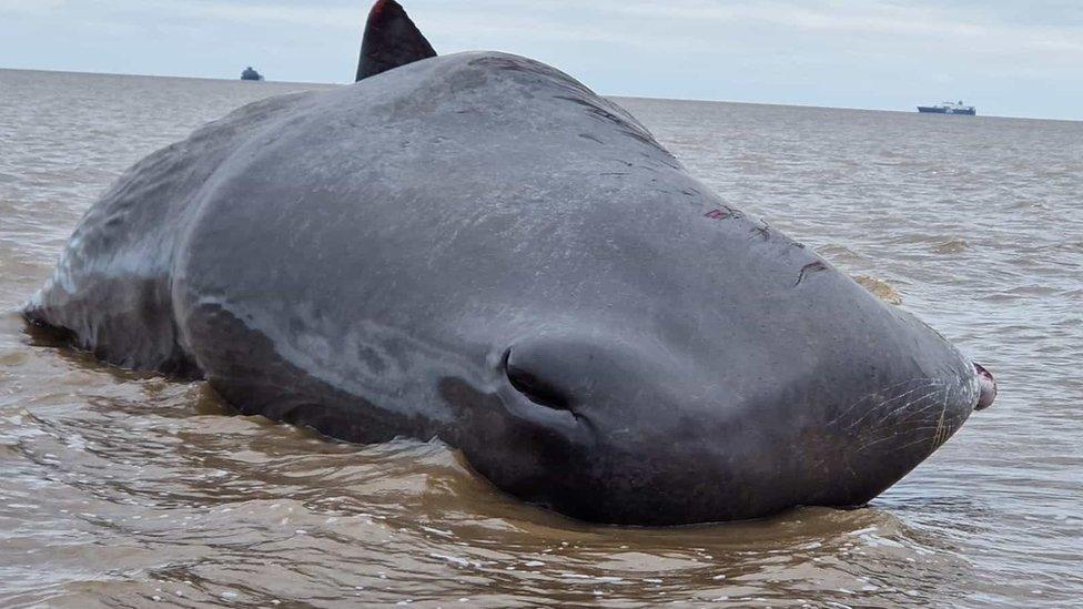 Stranded whale in Cleethorpes