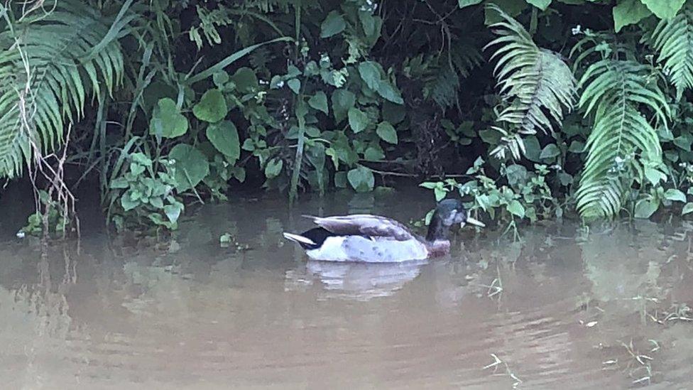 Trevor swimming in a puddle