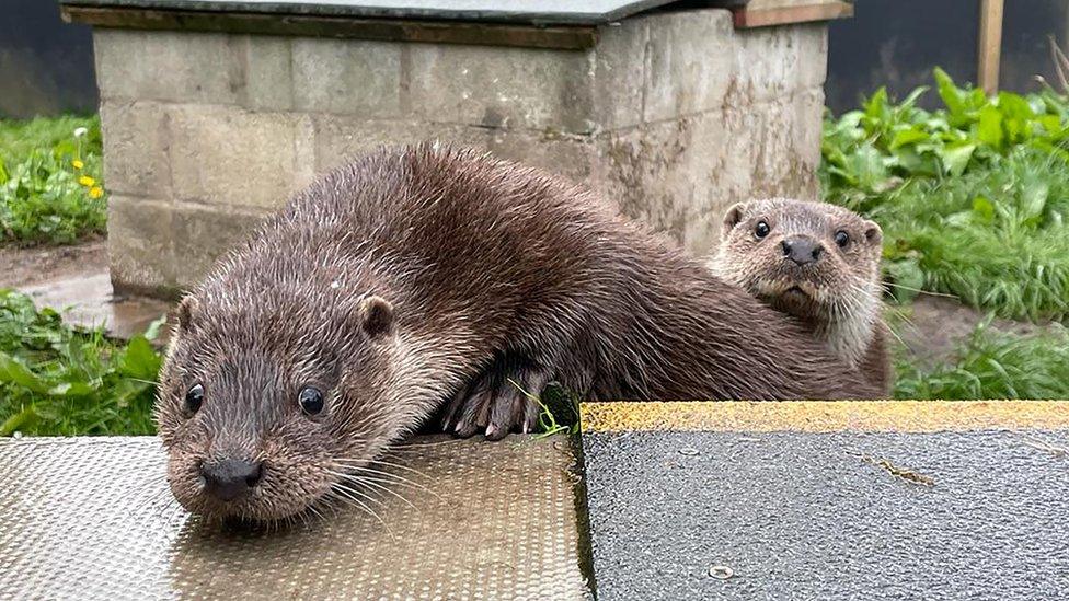 Otters