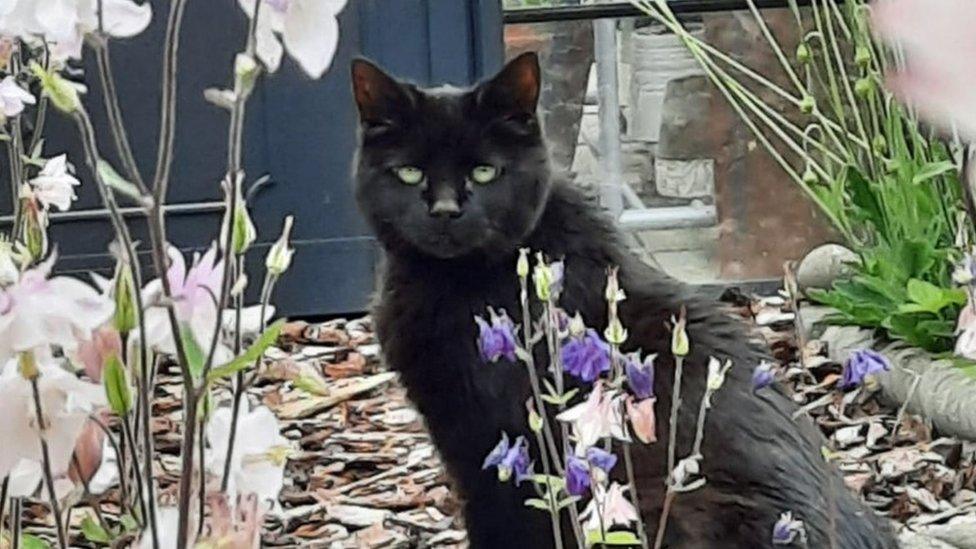 Dizzy, a black cat, sat amongst some flowers