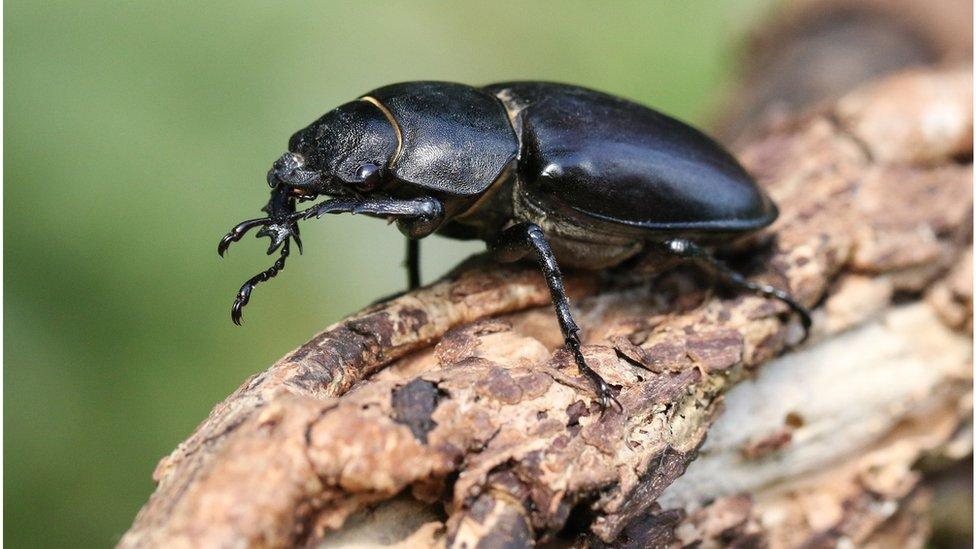 A beetle stands on a log