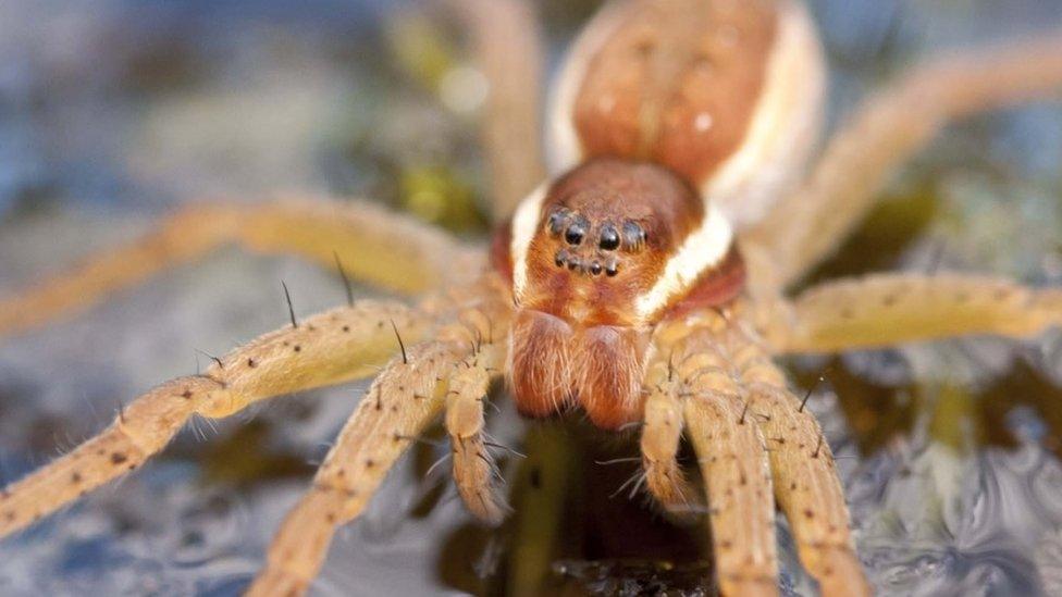 Raft Spider